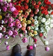 Image result for Flowers Walking with Feet