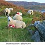 Image result for Isle of Coll Aerial View