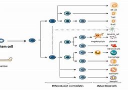 Image result for Blood Stem Cells