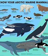 Image result for Ocean Mammals