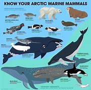 Image result for Different Ocean Mammals