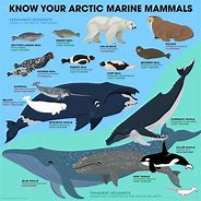 Image result for Ocean Mammals Animals