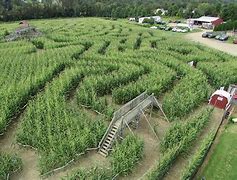 Image result for Barton Orchards Peach Picking