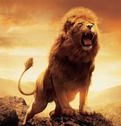 Image result for Lion HD 1080P