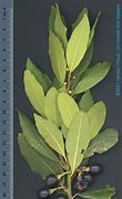 Image result for Laurus Species