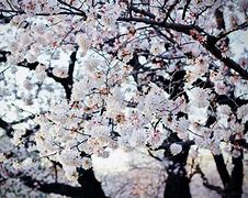 Image result for Cherry Blossom Characteristics