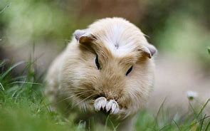 Image result for Fluffy Guinea Pig