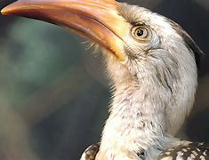 Image result for Red-billed Hornbill