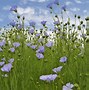 Image result for Flax Flower Stem