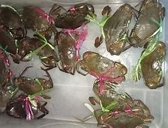 Image result for Ketam Bangkang