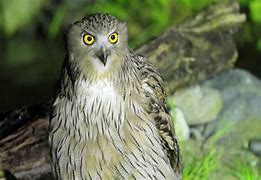 Image result for Mega Beon Owl