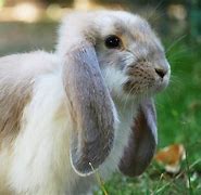 Image result for French Rabbit