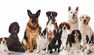 Image result for Most Loved Dog Breed