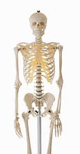 Image result for A Human Skeleton