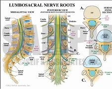 Image result for Spinal Nerves Lumbar Spine