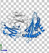 Image result for Human Leukocyte Antigen Gene Complex