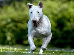 Image result for White Big Terrier