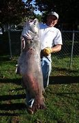 Image result for Blue Catfish Ictalurus Furcatus