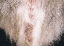 Image result for Feline Skin Disease