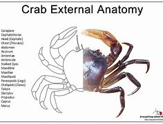 Image result for Blue Crab Anatomy Diagram