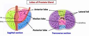 Image result for Prostate Gland Lobes