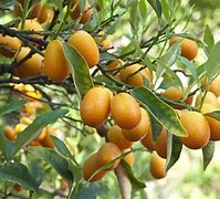 Image result for Maryland Tree Kumquat