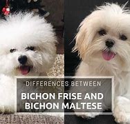 Image result for Bichon Maltese