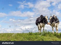 Image result for Cows Kissing