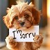 Image result for Sorry Sricker