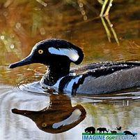 Image result for Hooded Merganser Fskeleton