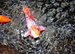 Image result for Facts About Koi Fish