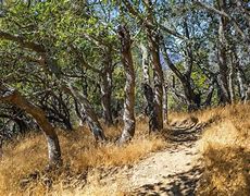 Image result for Foot Path with Trees