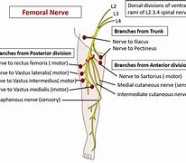 Image result for Posterior Cutaneous Nerve of Thigh