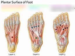 Image result for Plantar Bottom of Foot