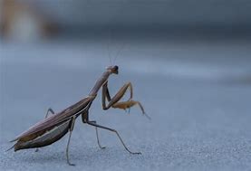 Image result for Praying Mantis Insect