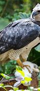 Image result for Beautiful Harpy Eagle