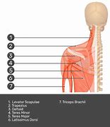 Image result for Left Rhomboid Muscle