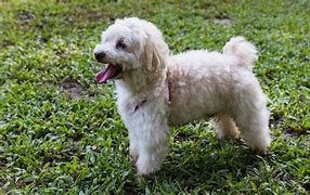 Image result for Maltese and Shih Tzu Mix