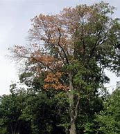 Image result for Oak Tree Bark Disease