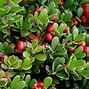 Image result for Tundra Flora