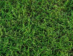 Image result for Grass Vs. Clay