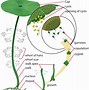 Image result for Red Algae Labelled Diagram