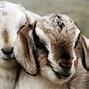 Image result for Cute Goat