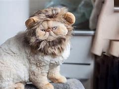 Image result for Lion Cut for Cats