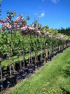 Image result for Prunus Serrulata Pink Perfection