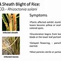 Image result for Diseases of Rice