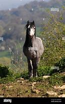 Image result for Welsh Pony Sections