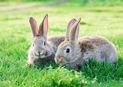 Image result for Rabbit Play