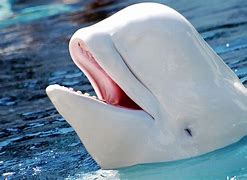 Image result for Beluga Whale Meat