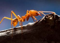 Image result for Atta Ant